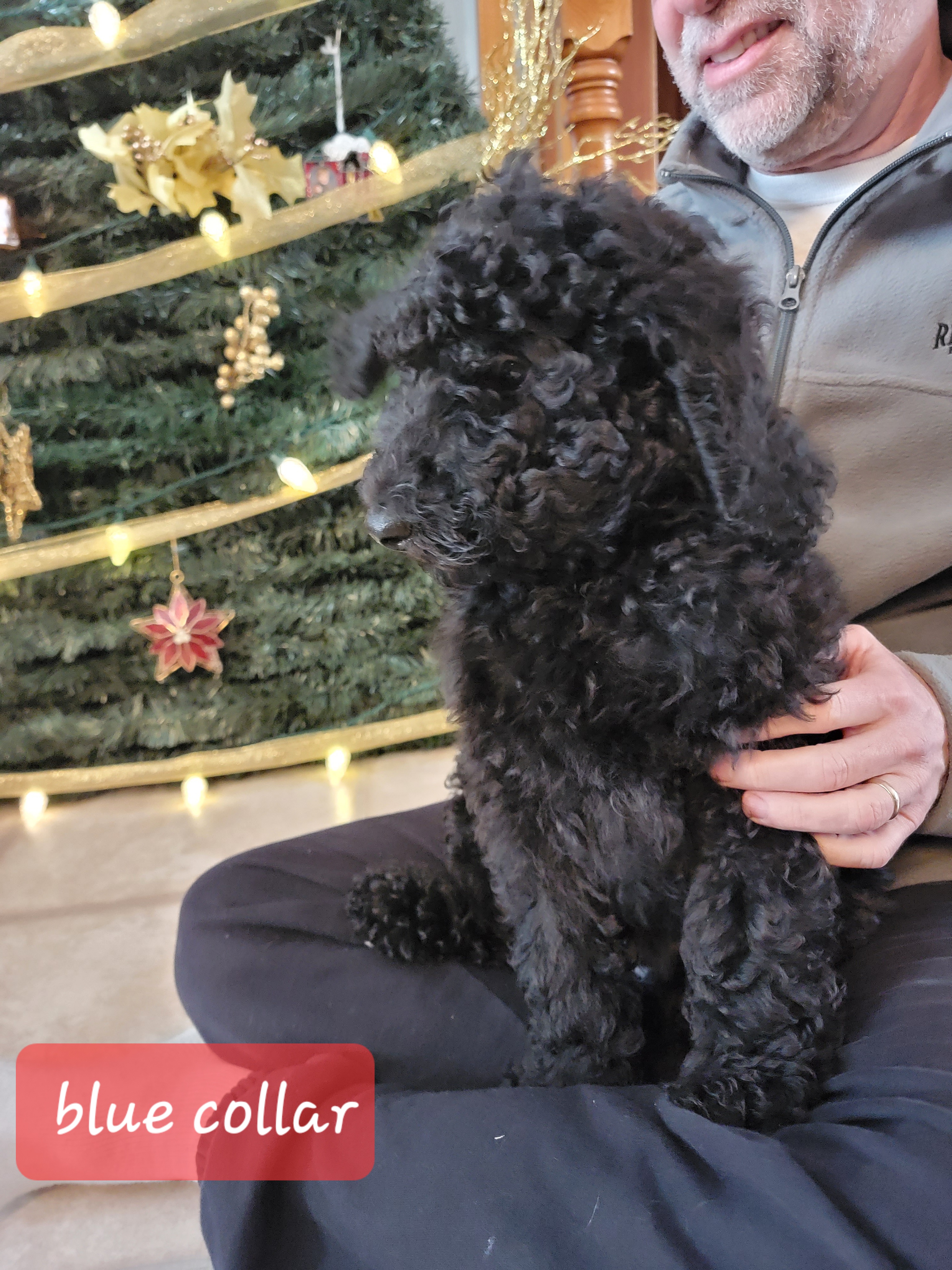Poodle Puppies from Pop's  Poodle Pups