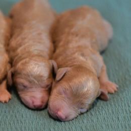Matthew - Red  male Poodle puppy in Bauxite, Arkansas from Mountain Ridge Poodles