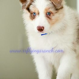 Border Collie Puppies from Flying S Ranch Border Collies