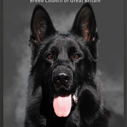 German Shepherd puppies from Spitze German Shepherds