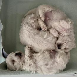 Maltese from Sandi’s Pups