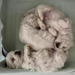 Maltese from Sandi’s Pups