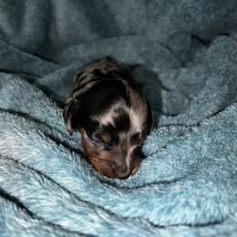 Asher - Dapple male Dachshund puppy in La Junta, Colorado from Royal King’s Mini Dachshunds