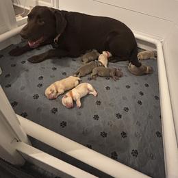Labrador Retrievers from Kansas Happy Tails