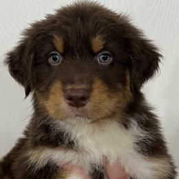 Boy 3 - Australian Shepherd puppy in Patoka, Indiana from Monica's Aussies