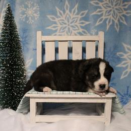Teal - Black and white male Siberian Husky puppy in York, Pennsylvania from Spalla Pups