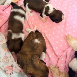 Girl 1 - Tricolor female Shih Tzu puppy in Hemet, California from Aloha Shih Tzu