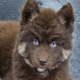 Harley - Brown and white male Siberian Husky puppy in East Tawas, Michigan from BurnsBerg's Woolies