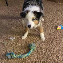 Miniature Australian Shepherd Puppies from CKO Country Road Aussies