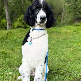Ivy - Parti female Goldendoodle puppy in Mulino, Oregon from Korbella Farm