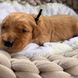 Spirit - Red  male Goldendoodle puppy in Rose Hill, North Carolina from Red Door Canines