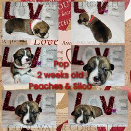 Pop - Sable male Pembroke Welsh Corgi puppy in Kiowa, Colorado from Cool Water Corgis LLC