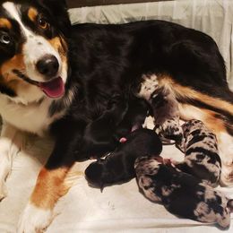 Australian Shepherd Puppies from Diamond Aussies N the Rough