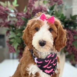 Ruby - Red  female Goldendoodle puppy in Yuciapa, California from AlltheDoodlez_