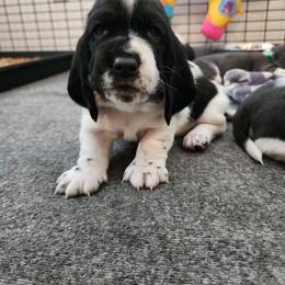 Tsireya - Black and white female Basset Hound puppy in Surprise, Arizona from Howlin Hounds