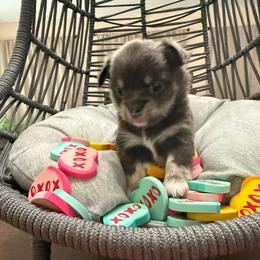 Cole - Blue and tan male Chihuahua puppy in Ochlocknee, Georgia from High Cotton Chihuahuas