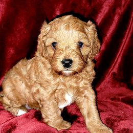 Cavapoo Puppies from Lebel Cavapoos