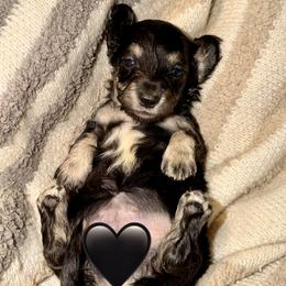 Evangeline - Black and cream female Dachshund puppy in Hornbeck, Louisiana from A&Z Mini Dachshunds