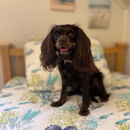 Foxy - Cavapoo