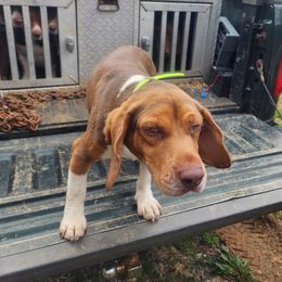 Basset Hounds and Beagles from TwinOaks Beagles and Basset