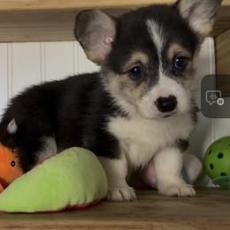 AKC Light Green Tri - Black and tan male Pembroke Welsh Corgi puppy in Summerfield, Florida from Promise Land Farm