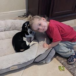 Dachshund Puppies from Mr. Wieners Dachshunds and roxiesdoxies