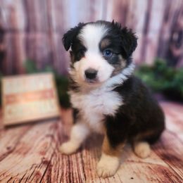 Gomez - Black tri male Miniature Australian Shepherd puppy in Macomb, Missouri from Faunus Farms and Aussies