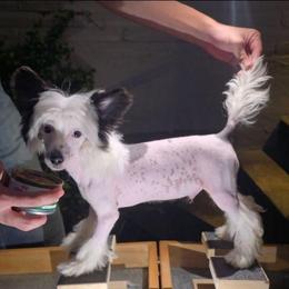 Prometheus - White and black male Chinese Crested puppy in San Antonio, Texas from Sugar's Royal Cresteds