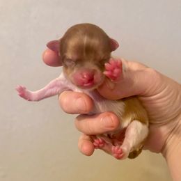 Girl 2 - Red parti female Pomeranian puppy in Stroud, Oklahoma from Laik’s Little Shihtz & Poms