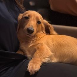 Paris - Dachshund
