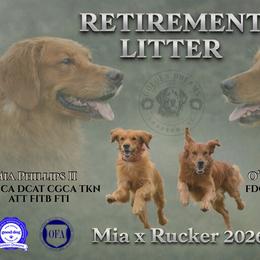 Golden Retriever puppies from Golden Dreams