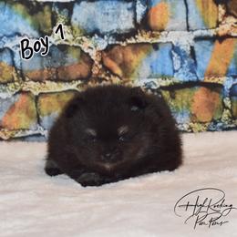 Boy 1 - Black and tan male Pomeranian puppy in Fort Jones, California from High Rocking Pom Poms