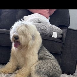 Zulu - Old English Sheepdog