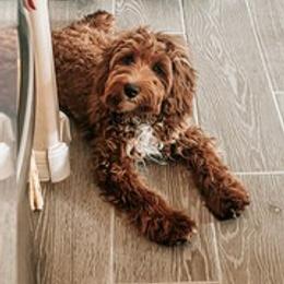 Clemmy - Cockapoo