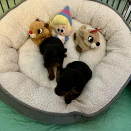 Girl 1 - Black and rust female Miniature Pinscher puppy in Michigan from FreeSpirit Miniature Pinschers