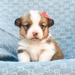 Nettie - Sable female Pembroke Welsh Corgi puppy in Oak City, Utah from Shells’ Corgis