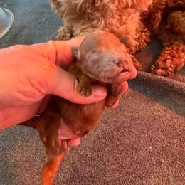 Betsy - Red  female Goldendoodle puppy in Pensacola, Florida from Goldendoodles Love You in Pensacola Friend Edition