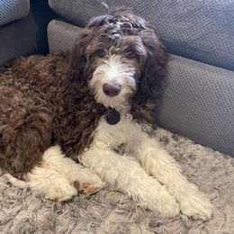 Aussiedoodle Puppies from Ridgeline Doodles