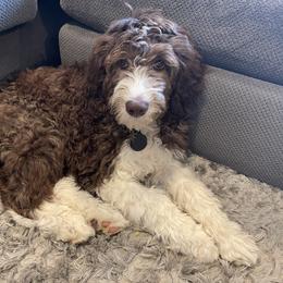Aussiedoodle Puppies from Ridgeline Doodles