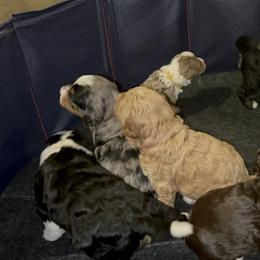 Bernedoodle Puppies from Bernied00dle Love