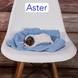 Aster - Black and white male Cavapoo puppy in Calhoun, Georgia from Happy Top Doodles