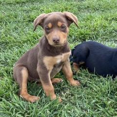 Australian Cattle Dogs and Australian Kelpies from Carben Copy