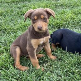 Australian Cattle Dogs and Australian Kelpies from Carben Copy