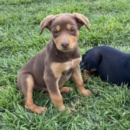 Australian Cattle Dogs and Australian Kelpies from Carben Copy
