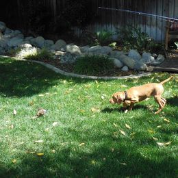 Vizsla All Grown Up from Vizslas