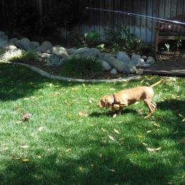 Vizsla All Grown Up from Vizslas