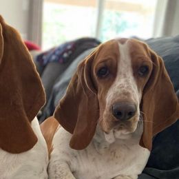 Basset Hounds from Long and Low Bassets