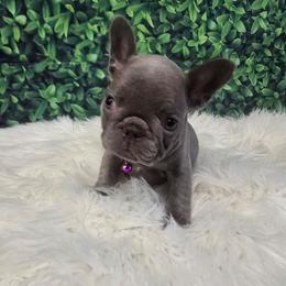 Maggie Simpsons - Blue female French Bulldog puppy in Avondale, Arizona from Montes House of  Frenchies