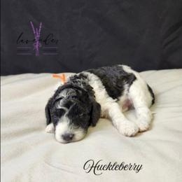Huckleberry - Black and white male Cockapoo puppy in Mancelona, Michigan from Lavender poodles & doodles