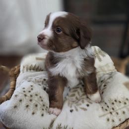 Miniature Australian Shepherd Puppies from Nate Black